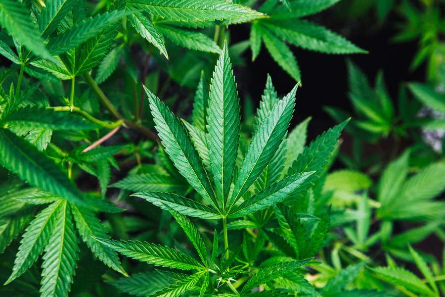 Close-up of green cannabis leaves growing on a plant